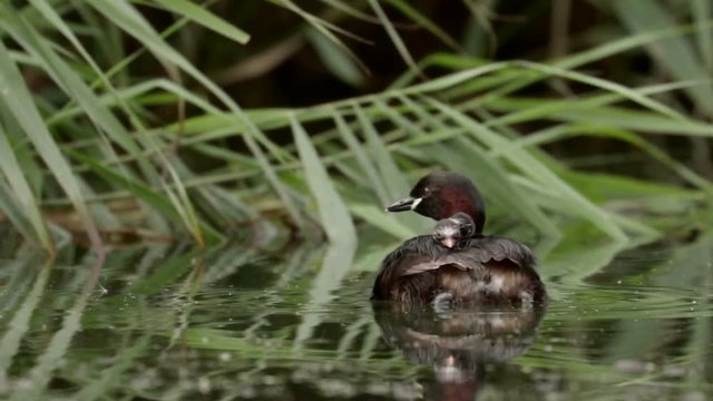 Little Grebe loon (Tachybaptus ruficollis) carrying young grebelets or chicks