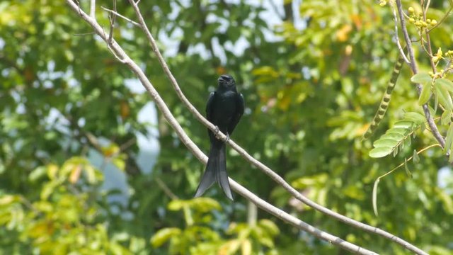 black drongo bird is flying and returning to the same location