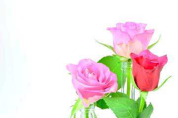 Valentinstag Motiv - Rosen vor weißem Hintergrund mit Textfreiraum