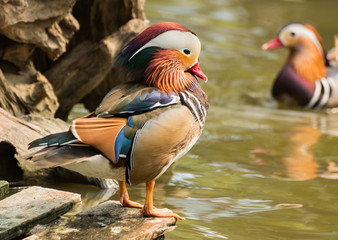 Mandarin ducks (Aix galericulata)