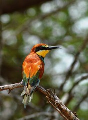 European Bee-eater