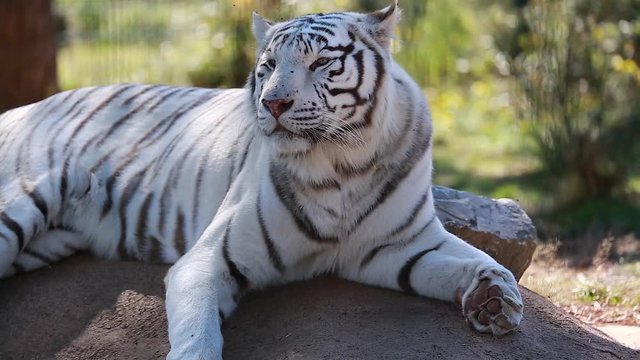 White Tiger Lying Down