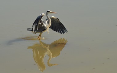 Grey Heron staring at his beautiful wings fro the reflection of the water