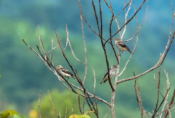 Purple-backed Starling (Agropsar sturninus)
