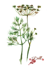 Fresh branche and leaves of dill. Hand drawn watercolor painting on white background.