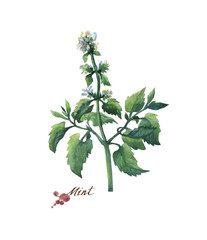 Fresh branche and leaves of mint (peppermint). Hand drawn watercolor painting on white background.