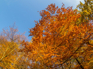 Bunter Herbst