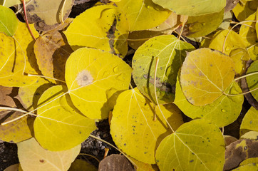 Fallen Aspen Leaves