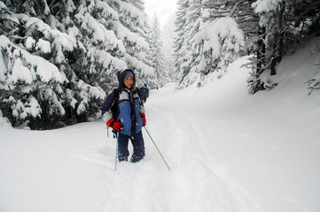 Fototapeta na wymiar Hiking woman following a snowy path in the spruce forest