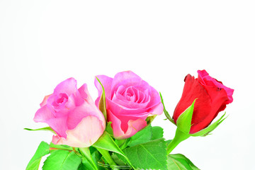 Valentinstag Motiv - Rosen vor weißem Hintergrund mit Textfreiraum