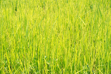 Green rice field texture for background