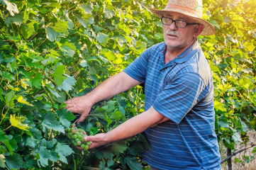 Man working in a vineyard