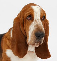 Dog, basset hound, isolated 