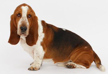 Dog, basset hound, isolated 