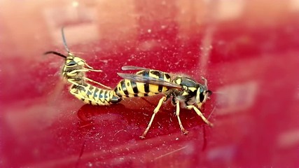 Kamp recommends best of Stink bug sex position sex position bug Stink