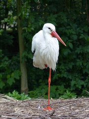 cigogne sur une patte
