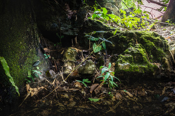 Moisture in the tropical forest at Sai Yok National Park - A beautiful waterfall on the River Kwai. Kanchanaburi, Thailand