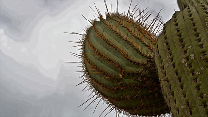 Kakteen