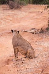 Fototapeta premium lionesses in Aberdare National Park, Kenya