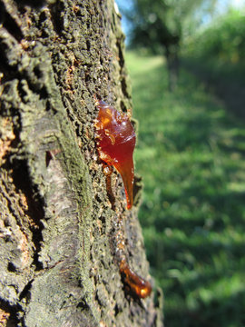 Closeup of pear tree excretion of gummy resin