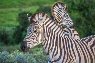 Fototapeta na wymiar Zebra in South Africa