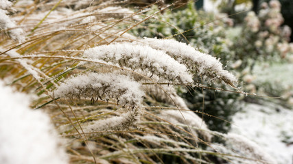 Gräser im Winter, mit Schnee bedeckt in herbstlicher Färbung