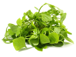 Postelein Salat