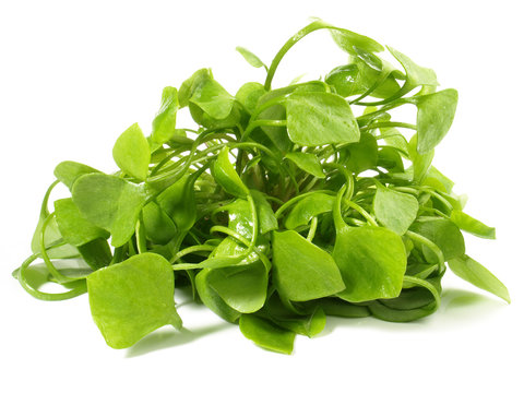 Postelein Salat