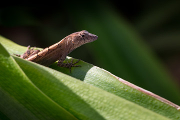 Anole