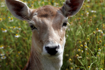 Deer close up