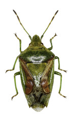 Juniper Shield Bug on white Background  -  Cyphostethus tristriatus (Fabricius, 1787)