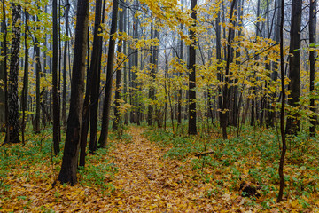 Fall season in the wood