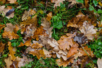 Autumn pattern from the yellow oak leaves