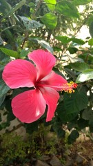 Pink Hibiscus