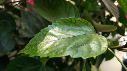 Hibiscus leaf