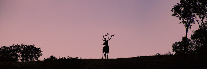 Der Hirsch auf seinem Berg im Abendlicht