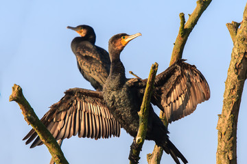 Kormoran beim sonnen im Baum