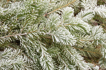 Frosty Pine Branches