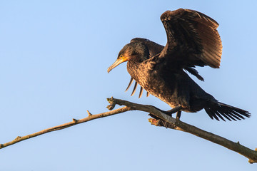 Kormoran balanciert über Ast