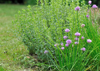 plantes aromatiques  dans jardin