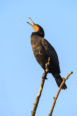 Kormoran ruft vom Ast