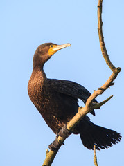 Kormoran ruht auf Baum