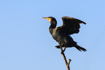 Kormoran auf einer Baumspitze