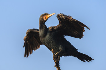 Kormoran mit ausgebreiteten Flügeln