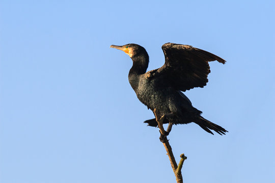 Kormoran auf einer Baumspitze