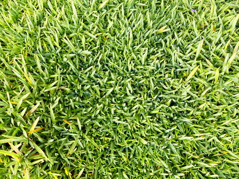 Wiese / Gras Textur