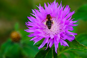  Insects. Bee. Flowers. Pollen. Honey. Summer. Flowers.