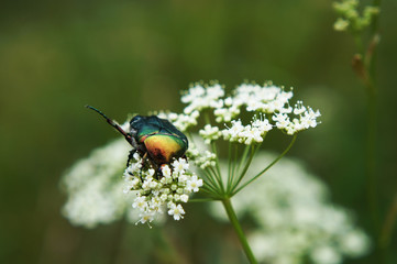 Beetle on the inflorescence. Wildlife Belarus. Macromir. The invisible beauty.