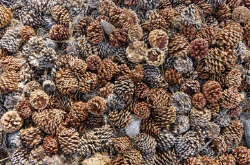 Pine Cone Background