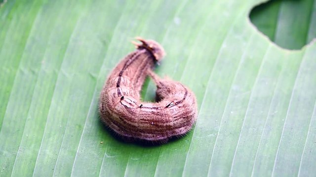 caterpillar on a green leaf